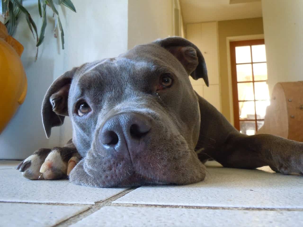 Although called the blue nose Pitbull, the color of the nose resembles the color gray.