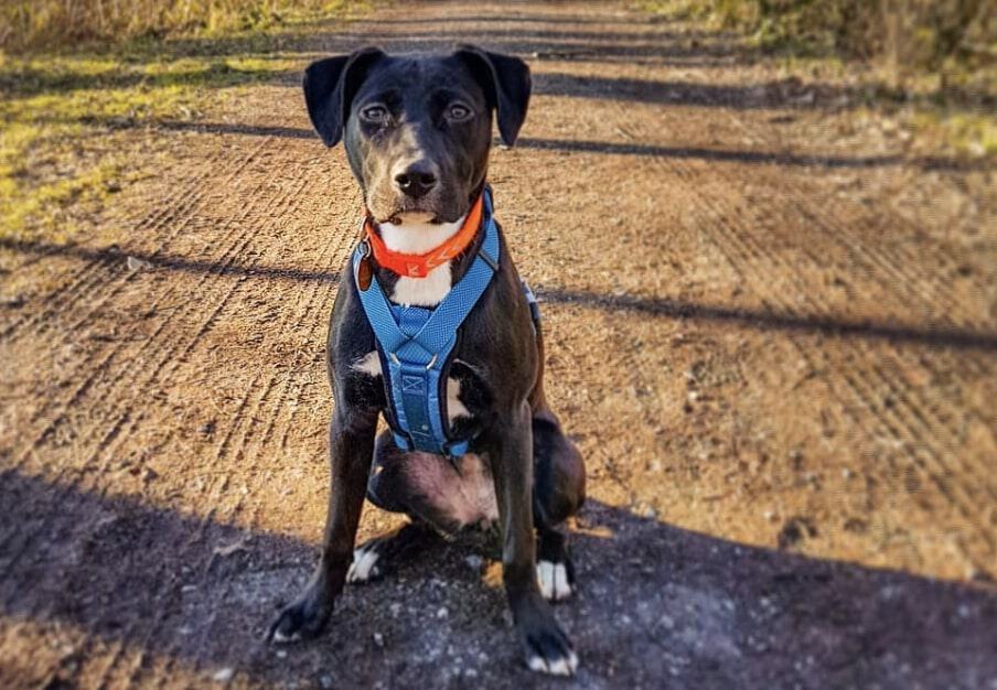 The Boxador dog is a mix of the Labrador Retriever and Boxer.