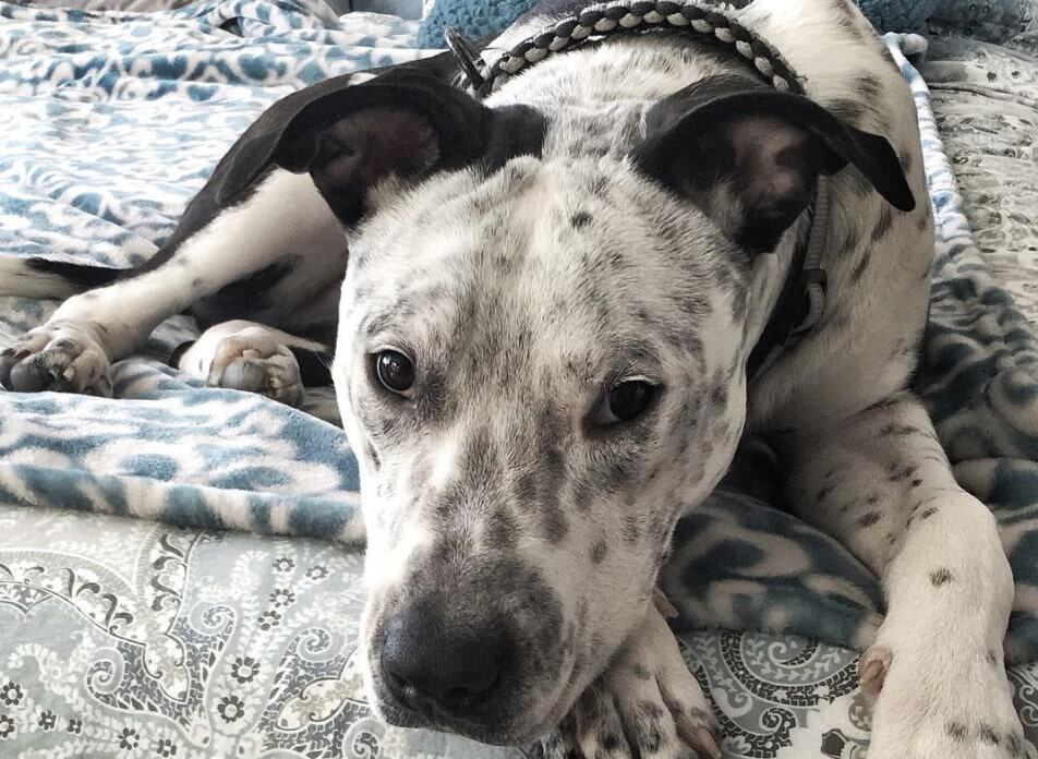 The Bullmatian is a unique combination of the Dalmatian and Bulldog.