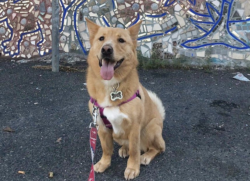 The Chow Shepherd is the crossbreed of a Chow Chow and German Shepherd.