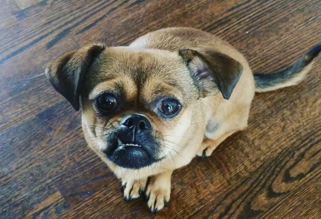 Chugs are hybrids of a Pug and Chihuahua.