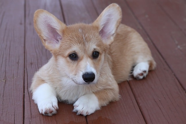 The Pembroke Welsh Corgi is a popular dog breed, especially when mixed with other breeds.