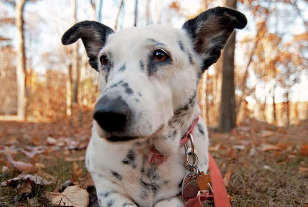 The Corgimatian is a hybrid of the Dalmatian and Corgi. 