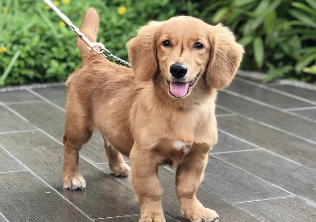 The Golden Dox is an unusual combination of the Golden Retriever and Dachshund. 