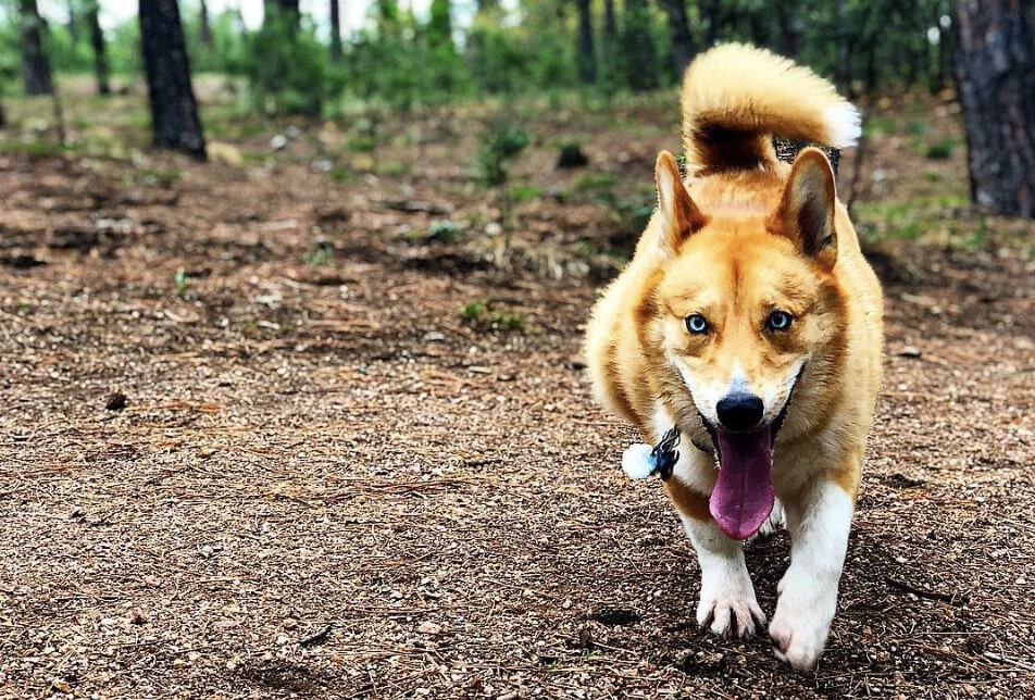 The Horgi has relatively little health needs as mixed dogs are less prone to illnesses. 