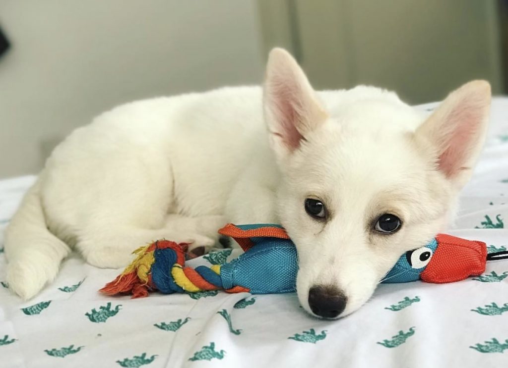 The Husky Corgi mix has the head of a Husky but the body of a Pembroke Welsh Corgi.