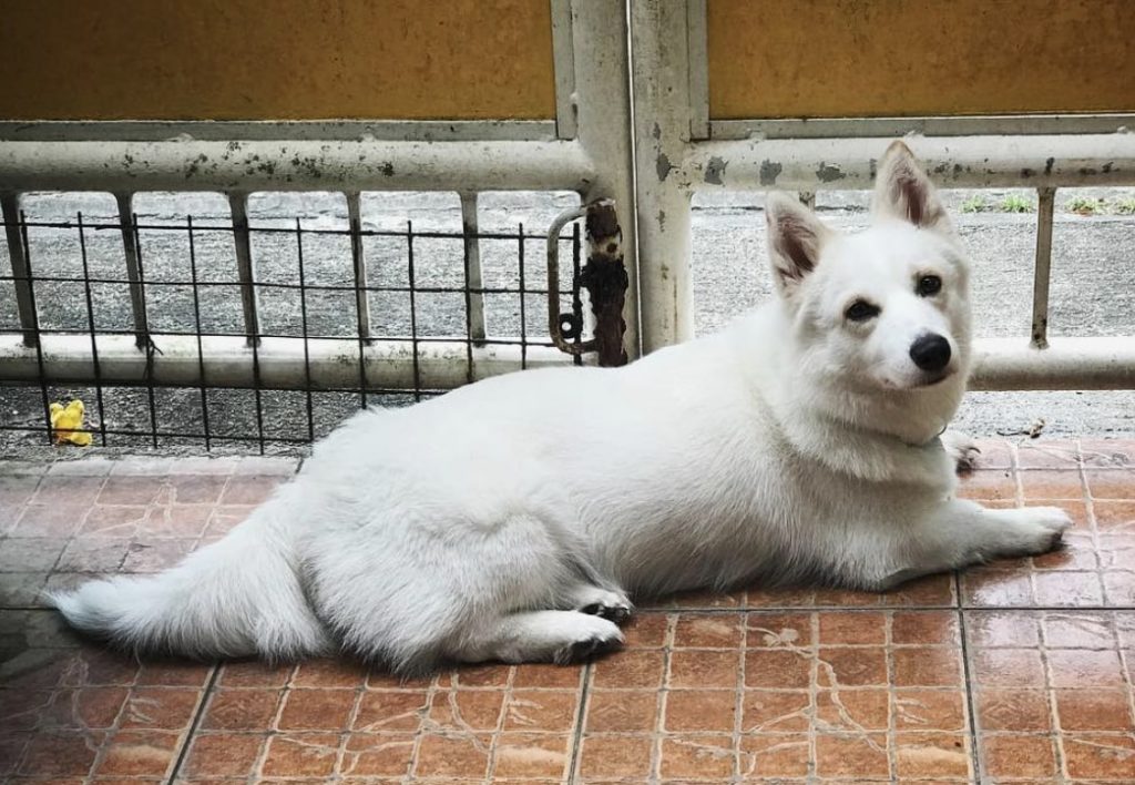 Surprisingly, it's not as difficult to groom your husky corgi mix as you think.