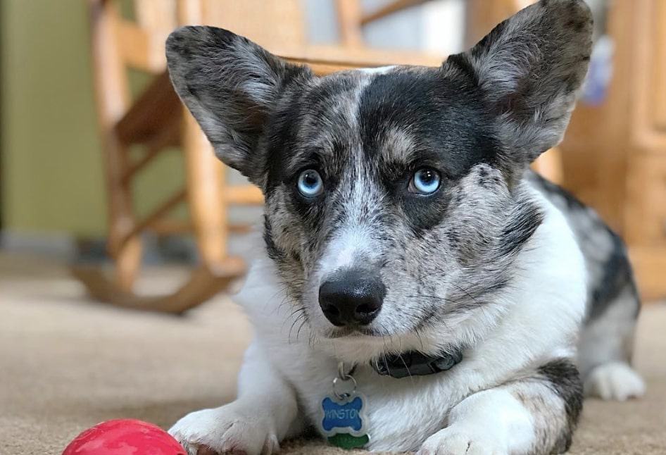 So is the Corgi Husky mix for you?