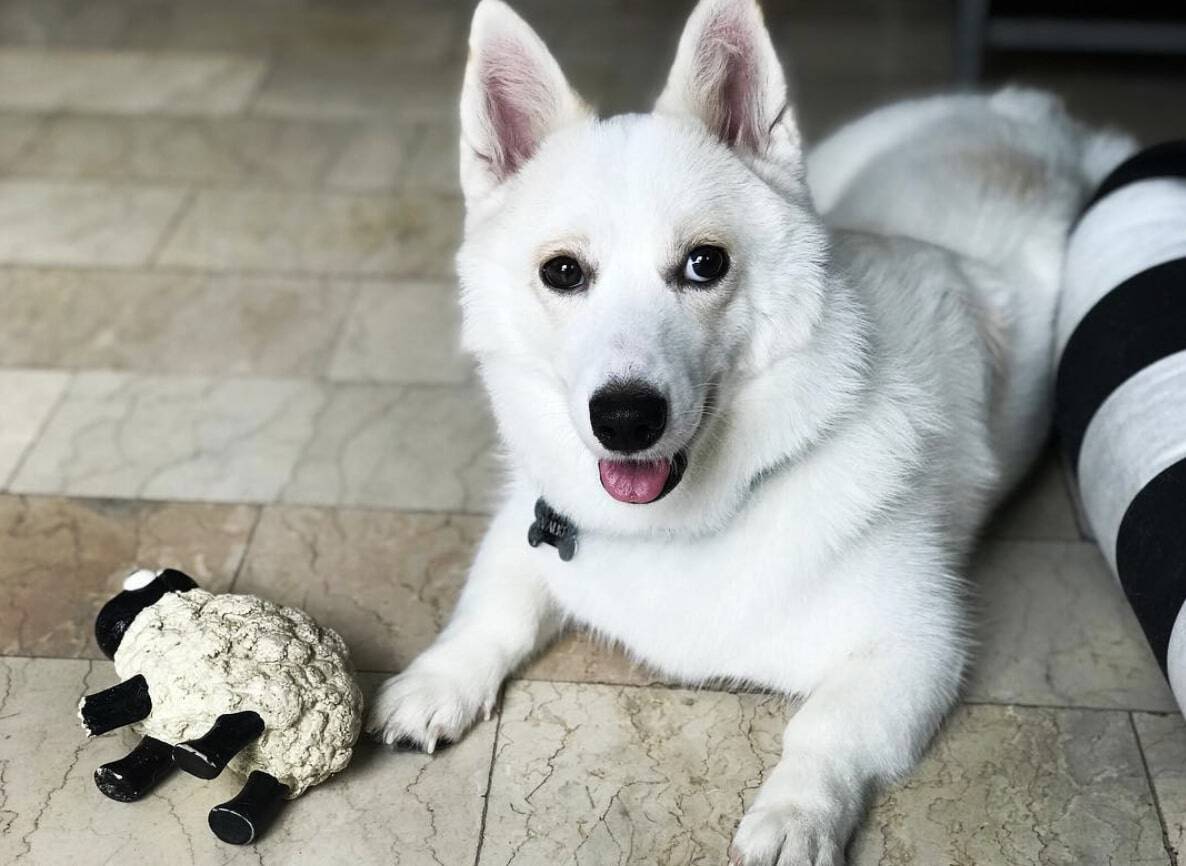 The Corgi Husky mix is one of the best mixed dog breeds in the world.