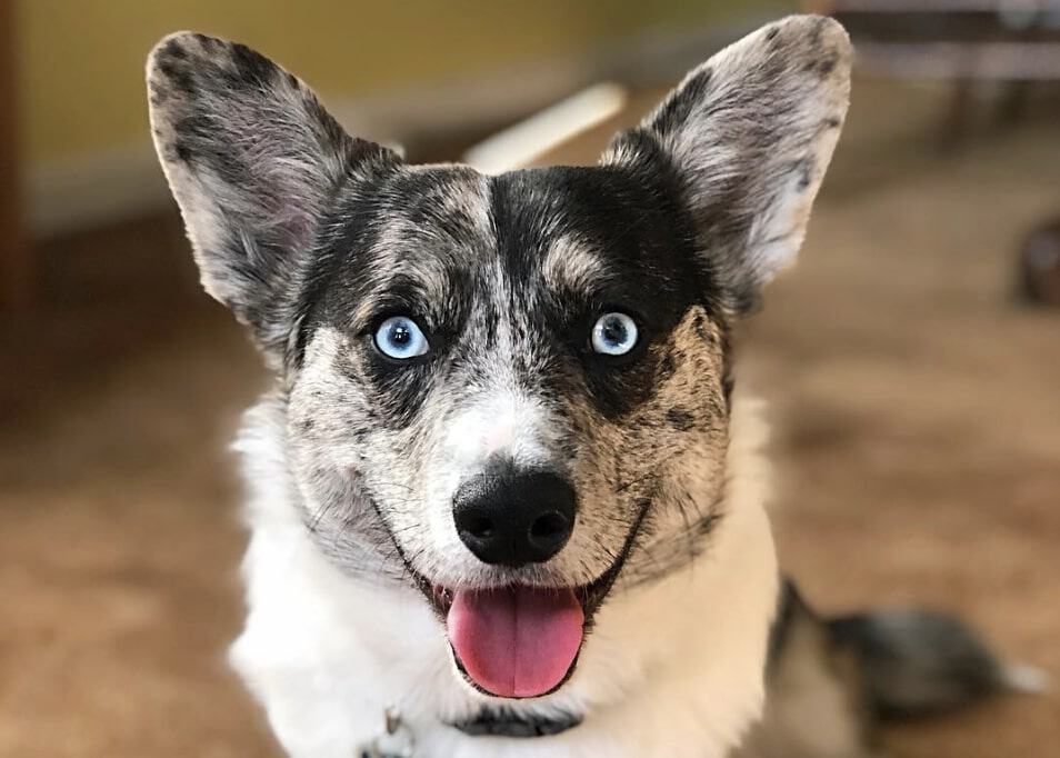 The Horgi's temperament can vary depending on which side of the parent they take from.