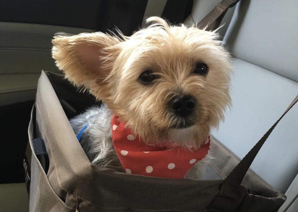 The Morkie is a mix between the Yorkie and Maltese.