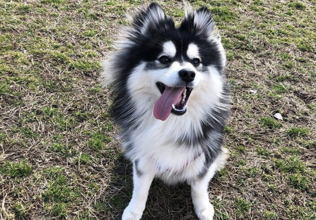 Pomsky is a mixed dog breed consisting of the Pomeranian and Husky.