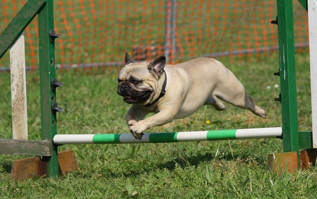 Caring for a pug is relatively easy compared to other dog breeds.