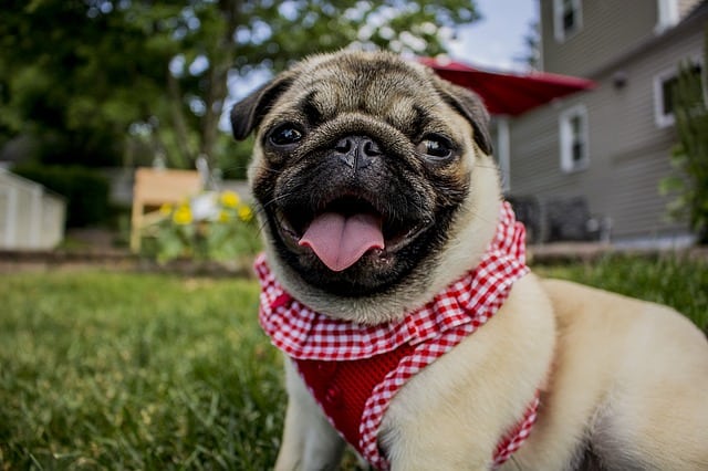 Although Pugs are relatively healthy breeds, there are still some things you need to look out for.