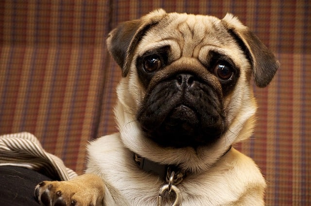 Pugs are generally very friendly and kind dogs, capable of loving anyone and anything.