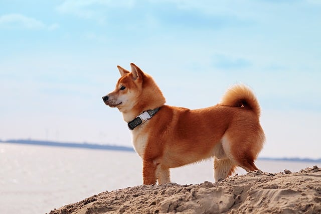 The Shiba Inu is the most popular dog of Japan, and one of the best dog breeds to come out of Asia.