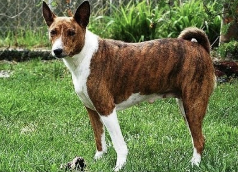 The Telomain is the most popular dog breed from Malaysia and has been gaining popularity in South East Asia.