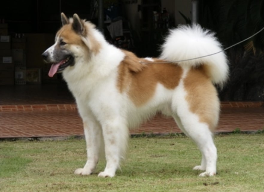 The Thai Bangkaew is the second most popular breed from Thailand and has been gaining popularity throughout Asia.