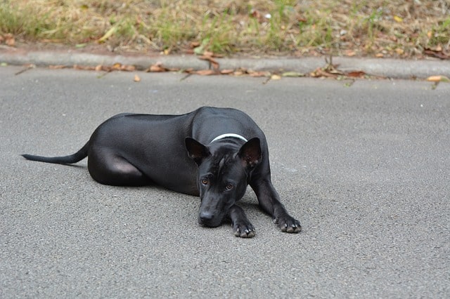 The Thai Ridgeback is by far the most popular dog to originate from Thailand.