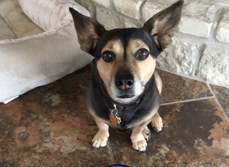 Crossbreeding the Doberman Pinscher and Welsh Corgi gives you the Dobergi.