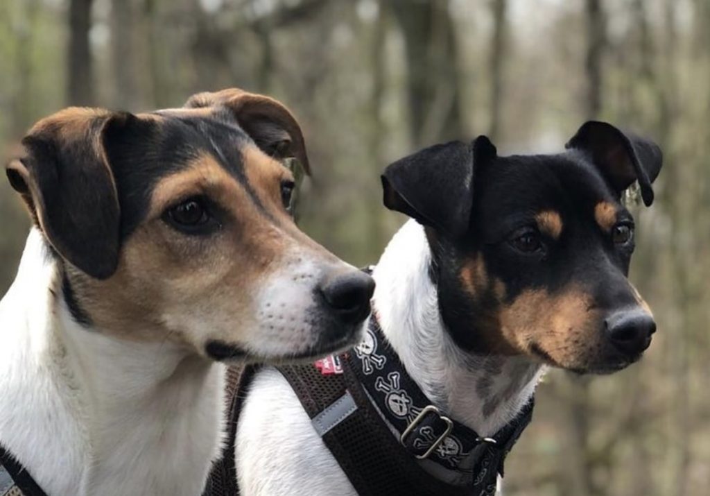 The Ratonero Bodeguero Andaluz is the spanish version of the Japanese Terrier.
