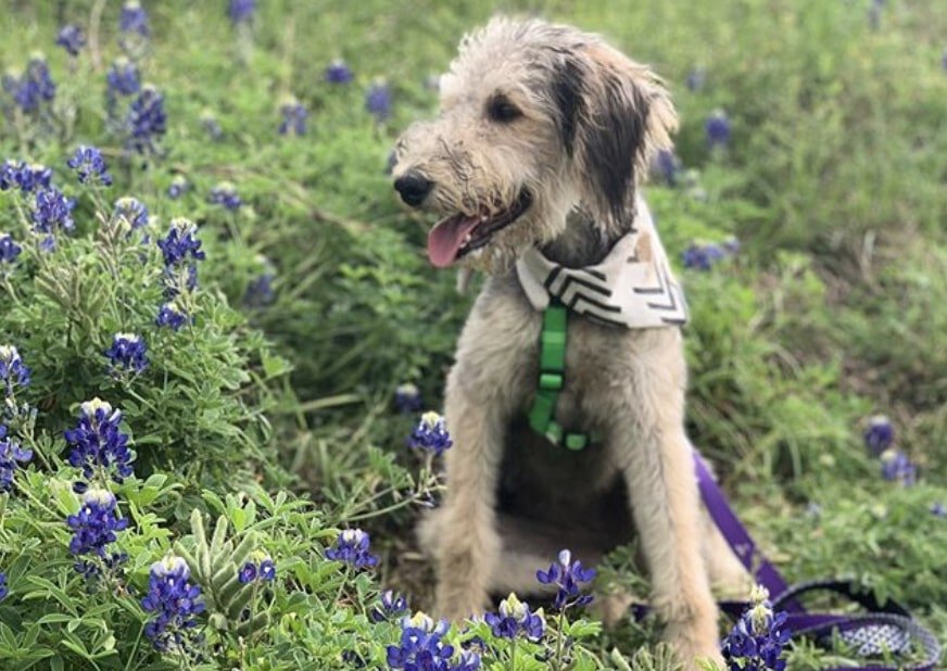 The Airedoodle is a Poodle Airedale Terrier mix.
