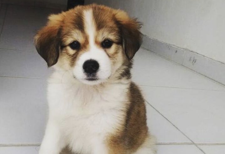 The Akipoo is a hybrid of the Akita Inu and Poodle.