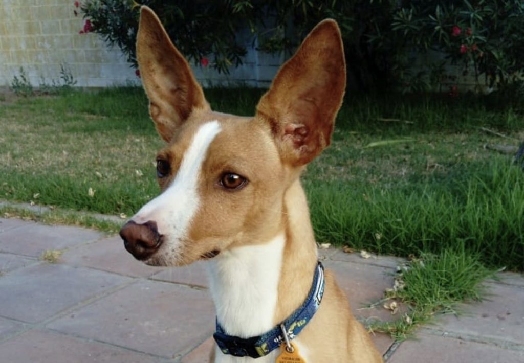 The most notable characteristic of the Andalusian Hound is the erect pointy ears.