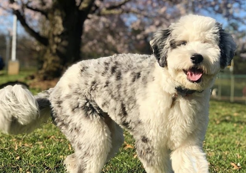 The Aussiedoodle is the popular mix of the Australian Shepherd and Poodle.