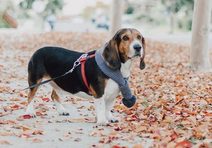 The Bagle Hound is a hybrid of two of France's most iconic scent hounds.