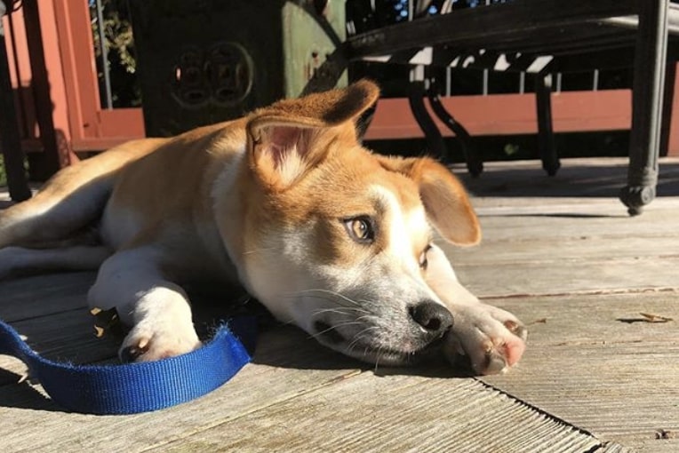 The Baseagle is a Basenji and Beagle hybrid breed.