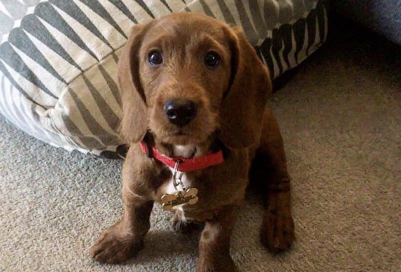 The Bassetoodle is the combination of the Basset Hound and Poodle.