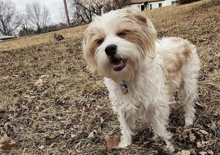 The Bea-Tzu is a cross of the Beagle and Shih Tzu.