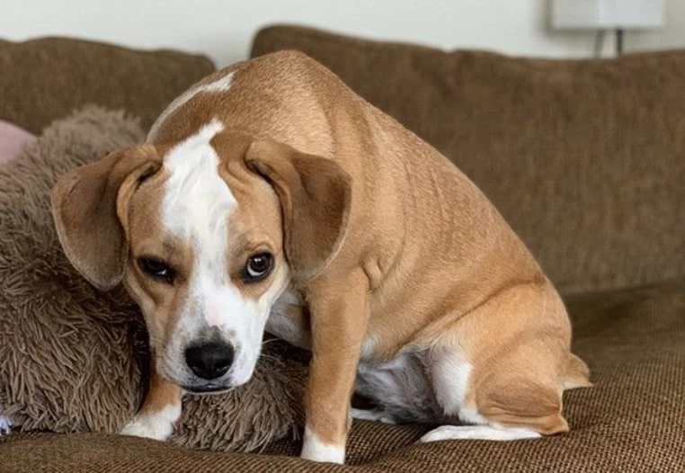 The Beabull combines the English Bulldog with the Beagle.