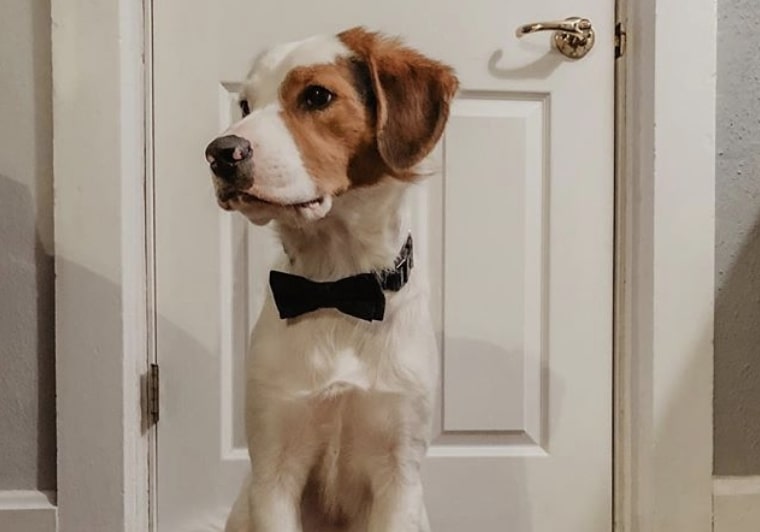 The Beacol is a Collie Beagle mix.