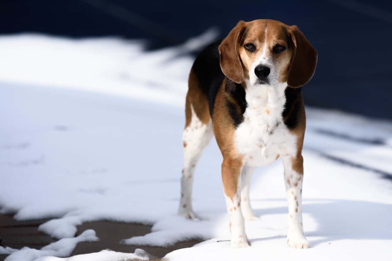 Explore 29 amazing and unique Beagle mixes that all dog lovers should know about.