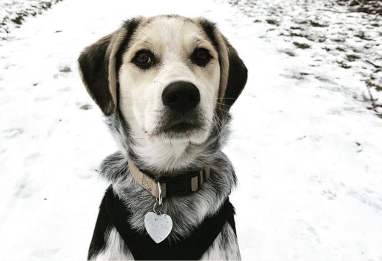 You get a Beagle Point when you cross a Pointer and Beagle.