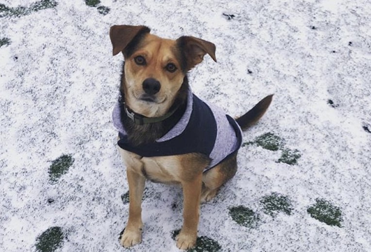 The Beagle Shepherd is a mix of the German Shepherd and Beagle.