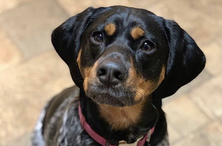 Crossbreeding a Doberman Pinscher and Beagle will give you the Beagleman.