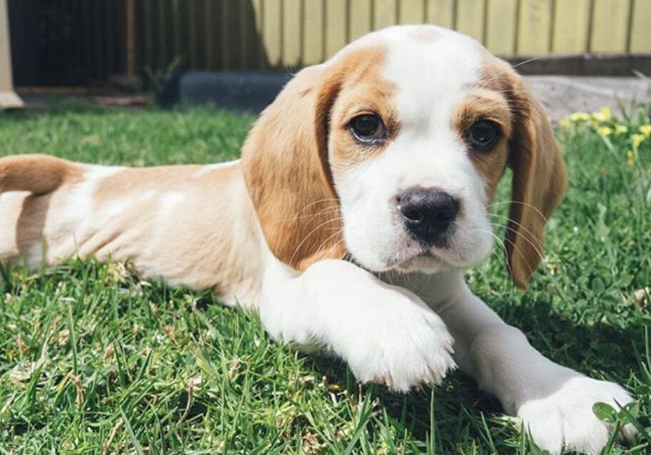 The Beaglier is the cross between a Cavalier King Charles Spaniel and Beagle.