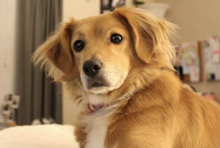 The Beago is a Golden Retriever Beagle mix.