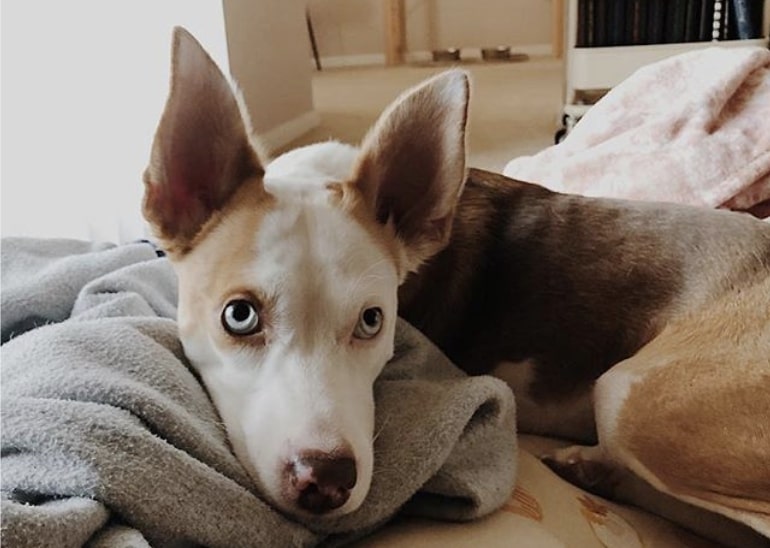 The Beaski is the crossbreed of a Siberian Husky and Beagle.