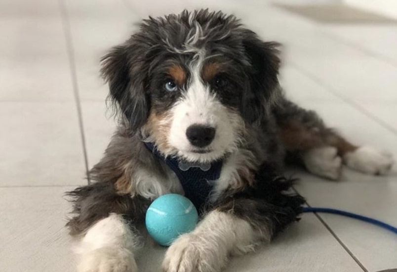 The Bernedoodle is the mix of a Bernese Mountain dog with a Standard Poodle.