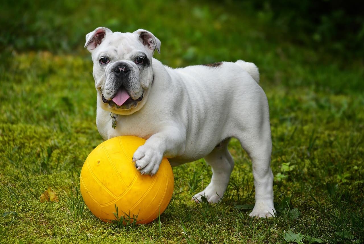 Discover the 4 best recommended dog crates for your English Bulldog.