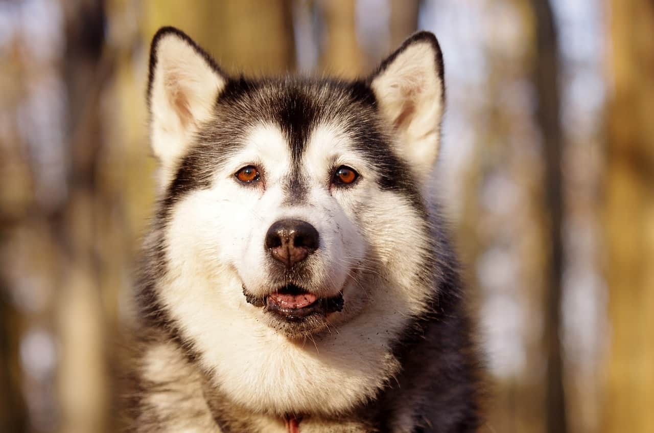 The Smart Canine rates and recommends the 4 best dog crates for Huskies.