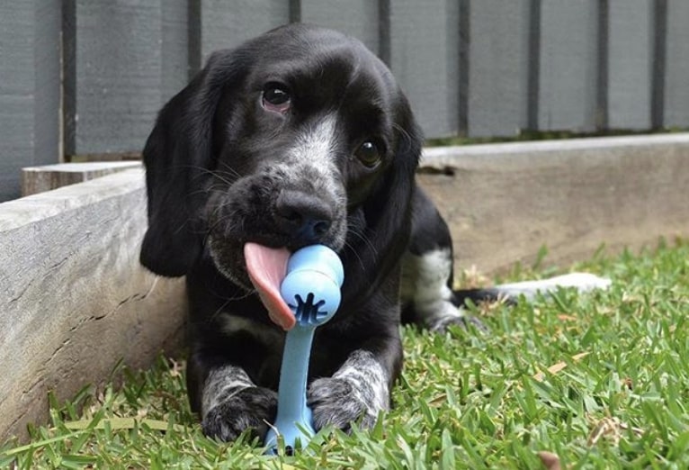 The Bocker is the Cocker Spaniel Beagle mix.