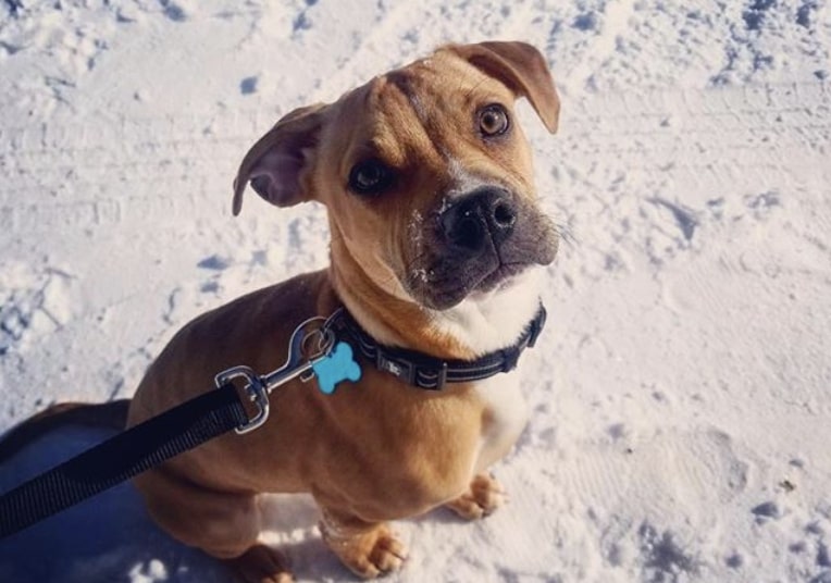 The Boggle is a cross between the Beagle and Boxer.