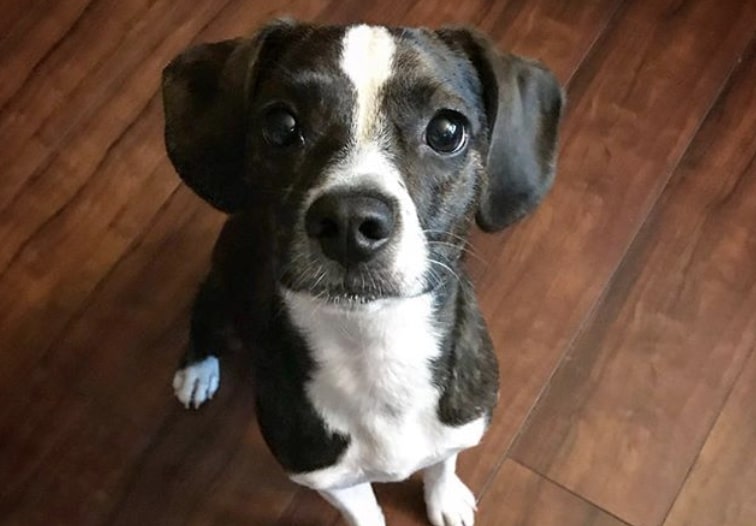 Combining a Boston Terrier and Beagle gives you the Boglen Terrier.