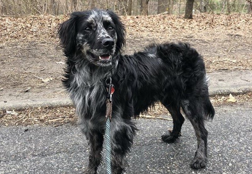 The Bordoodle is a cross between the Border Collie and Poodle - the two most intelligent dog breeds.