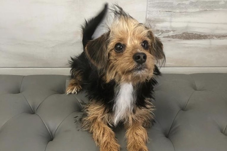 The Borkie is the adorable hybrid of the Yorkshire Terrier and Beagle.